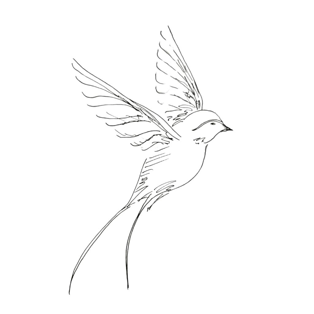 Drawing of a bird in flight.