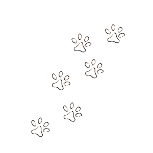 Animal tracks which symbolize attunement to your own pace and rhythms.