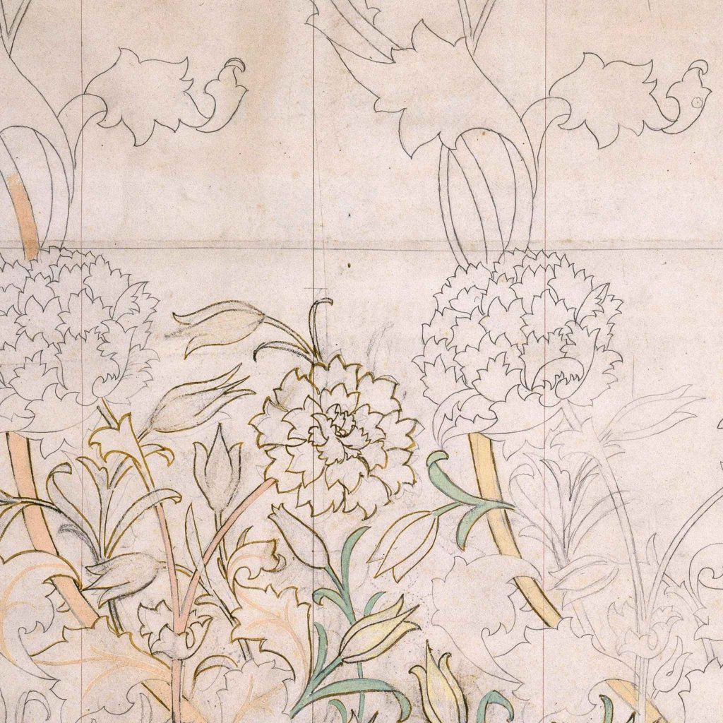 Botanical drawing with some color in portions.