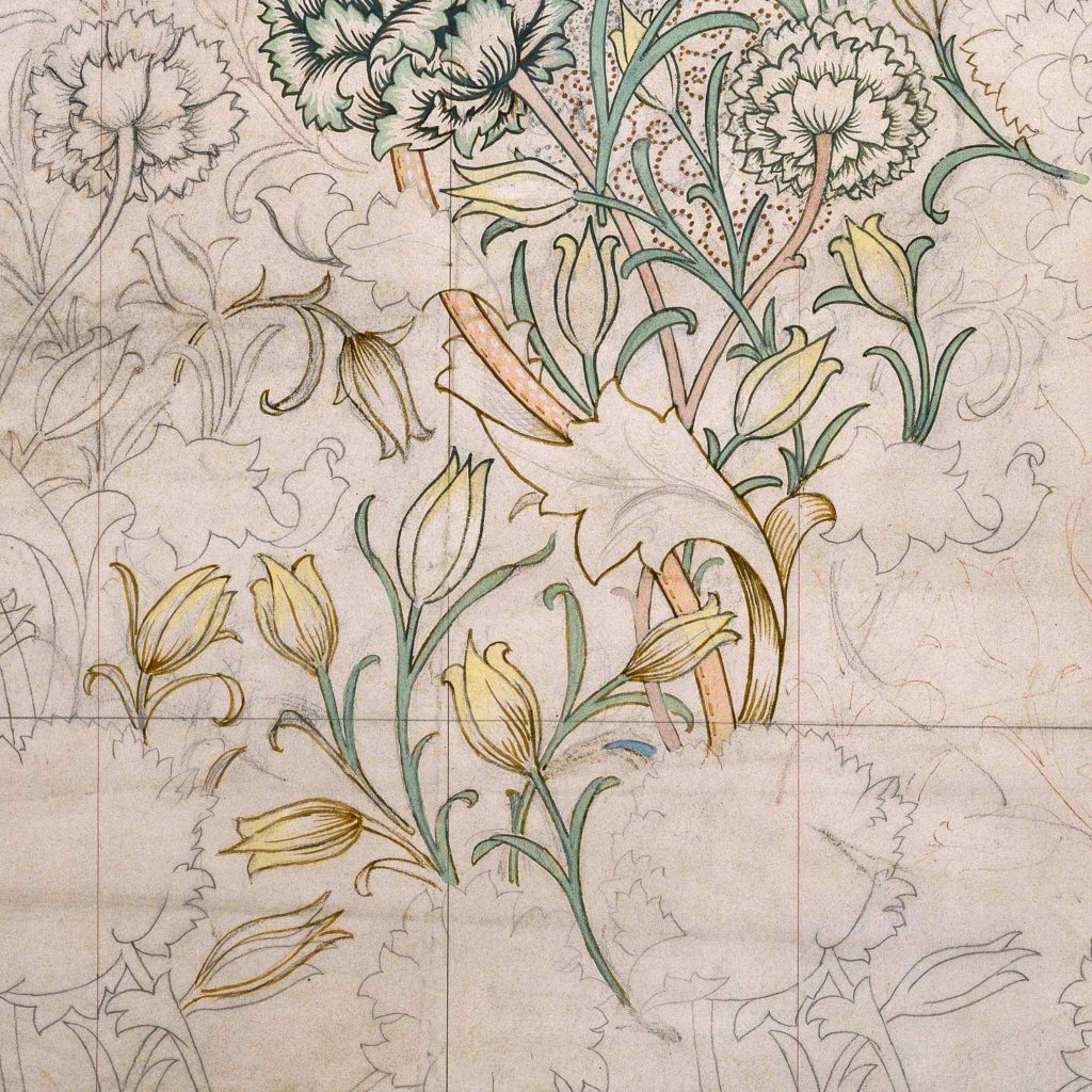 Botanical drawing with some color in portions.