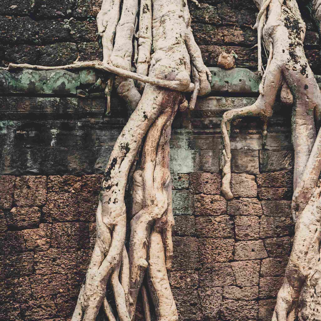 Long tree roots growing down the side of a brick wall.